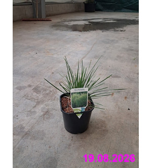 Deschampsia cesp. 'Goldschleier' C 2 L